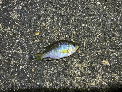 ブルーギルの釣果