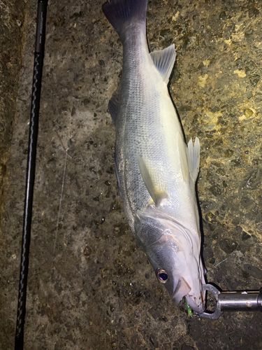 フッコ（ヒラスズキ）の釣果