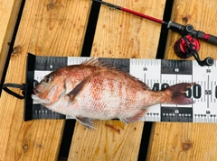 マダイの釣果