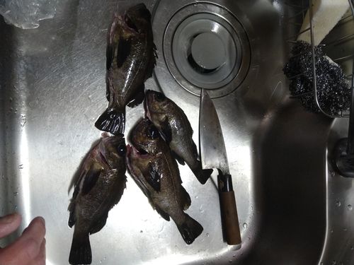 メバルの釣果