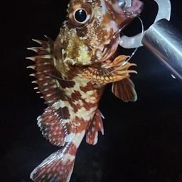 カサゴ