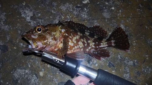 カサゴの釣果
