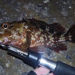カサゴ