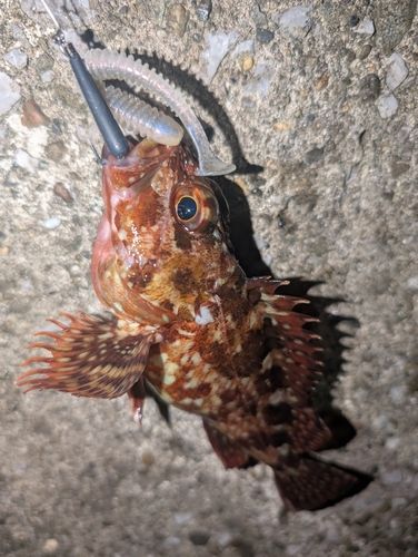 カサゴの釣果