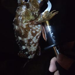 カサゴ