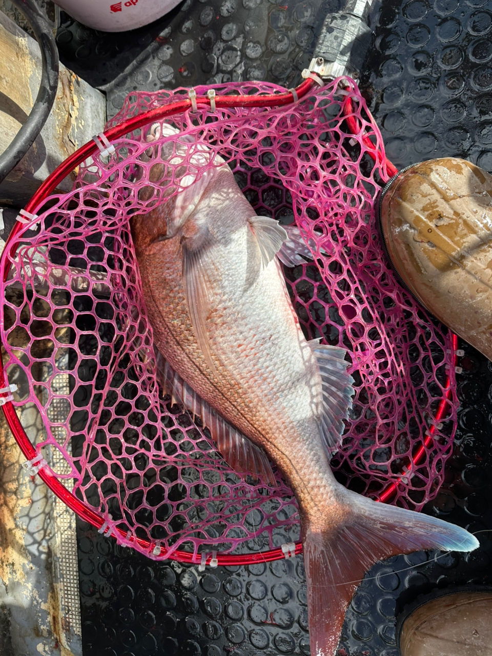 SHIMANO 22ワールドシャウラ 1581F-3の最安値・インプレ・釣果