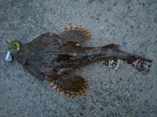 カジカの釣果
