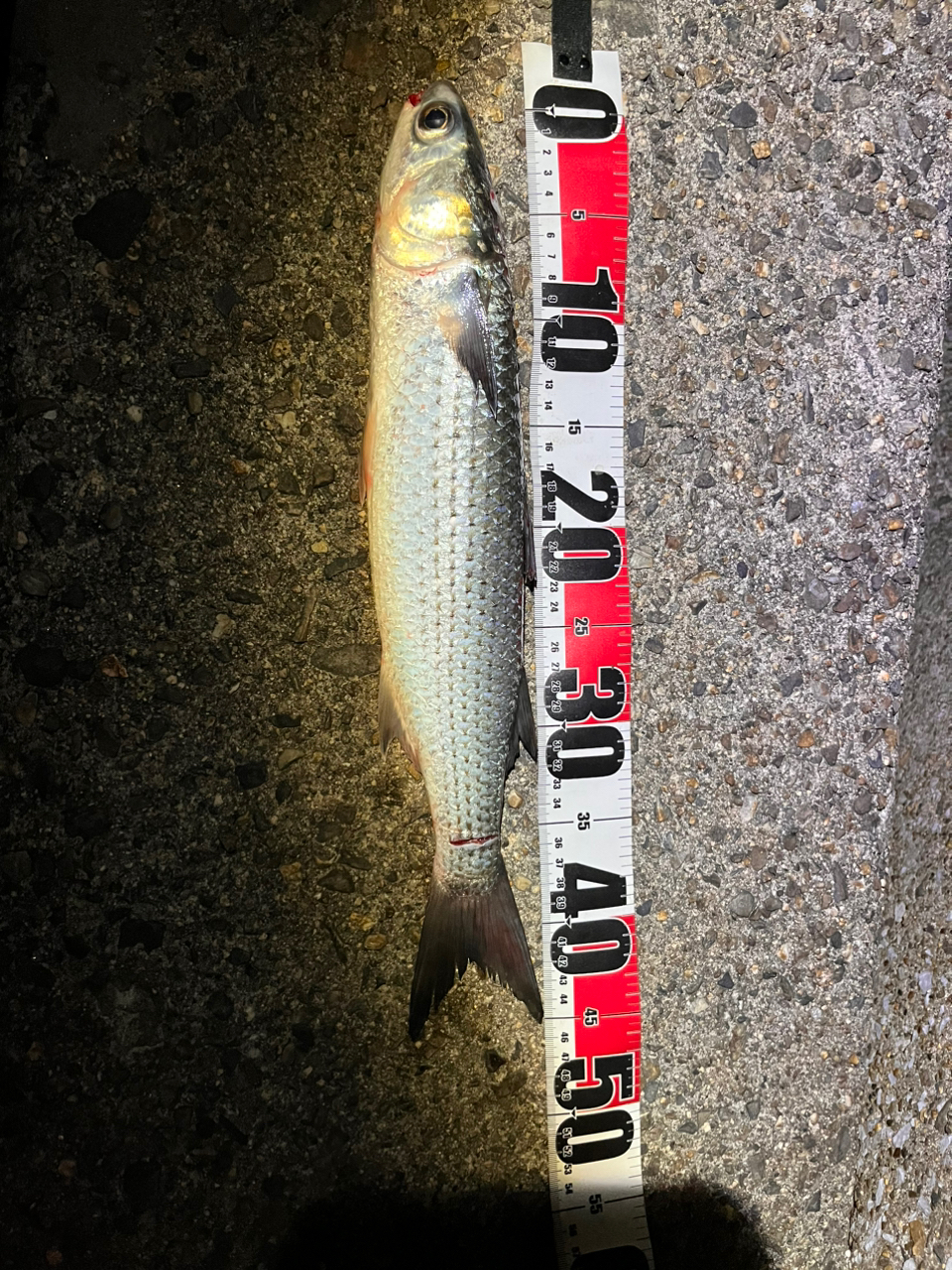DAIWA 16メバリング X 74UL-Sの最安値・インプレ・釣果 | 本音の