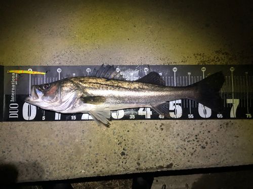 シーバスの釣果