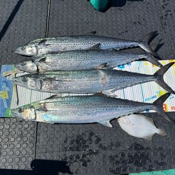 サワラ
