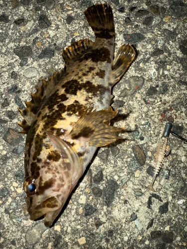 タケノコメバルの釣果