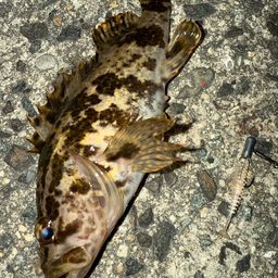 タケノコメバル