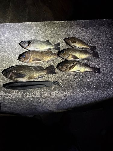 アオメバルの釣果