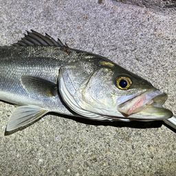 フッコ（マルスズキ）