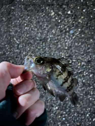 シロメバルの釣果