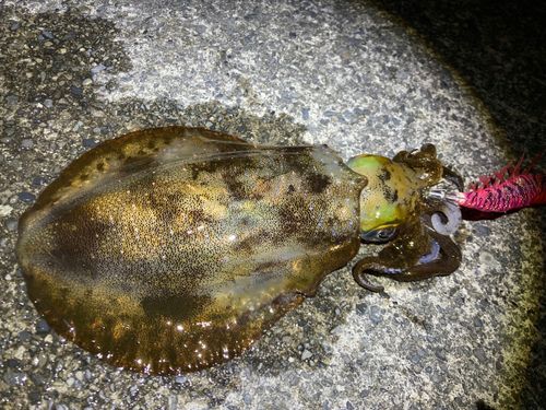 アオリイカの釣果
