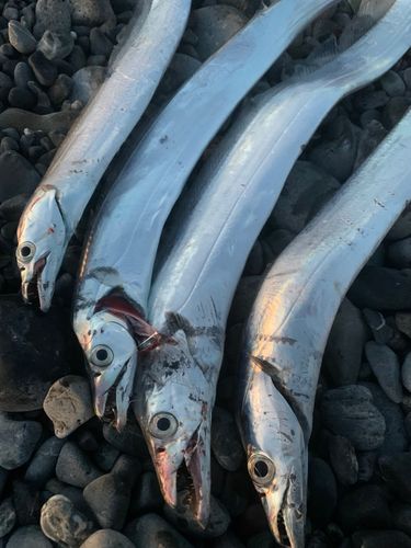 タチウオの釣果