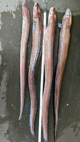 クロアナゴの釣果