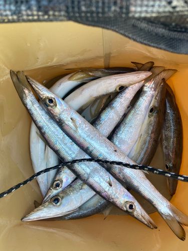 カマスの釣果