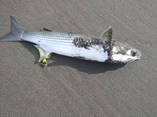 ボラの釣果
