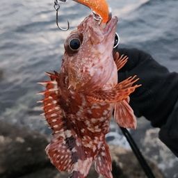 カサゴ