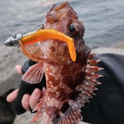 カサゴ