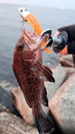 オオモンハタの釣果
