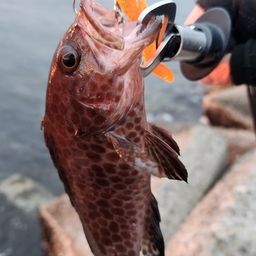 オオモンハタ