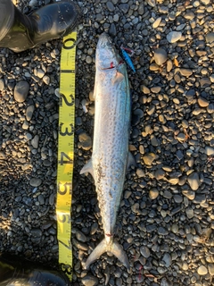 サワラの釣果