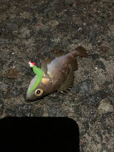 エゾメバルの釣果