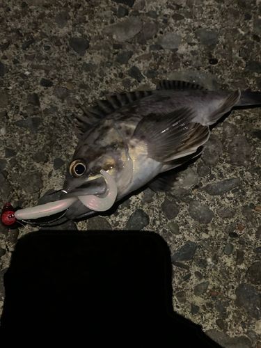 クロソイの釣果