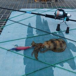 アオリイカ