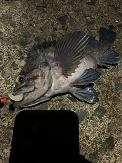マゾイの釣果
