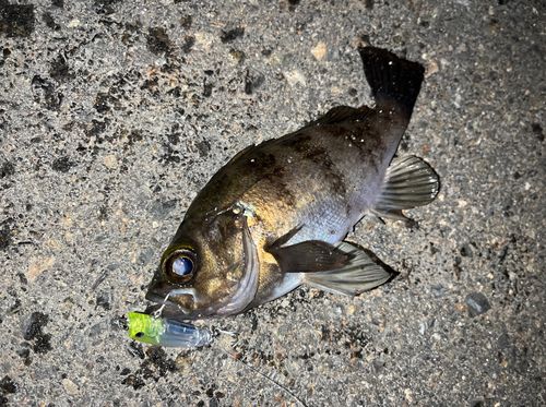 メバルの釣果