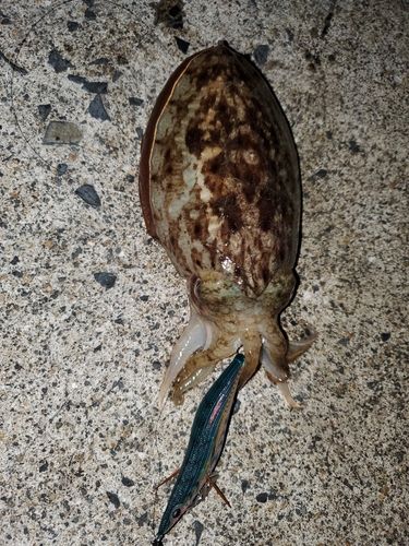 コウイカの釣果