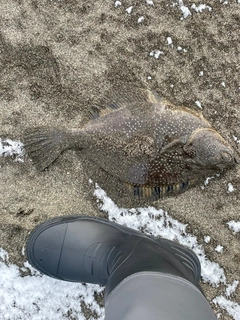 カワガレイの釣果