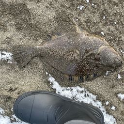 カワガレイ