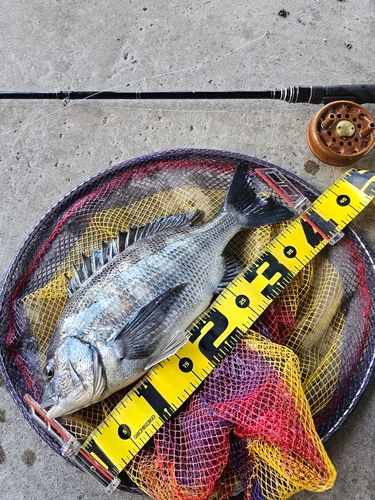 クロダイの釣果