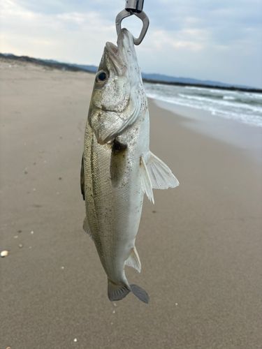 フッコ（マルスズキ）の釣果