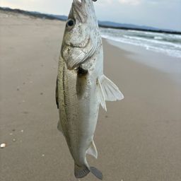 フッコ（マルスズキ）