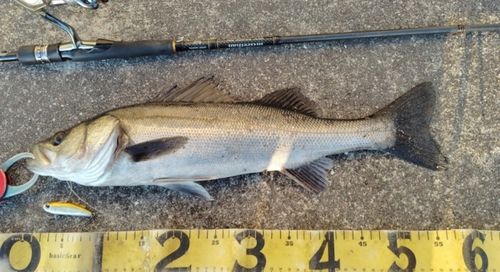 シーバスの釣果