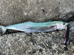 サゴシの釣果