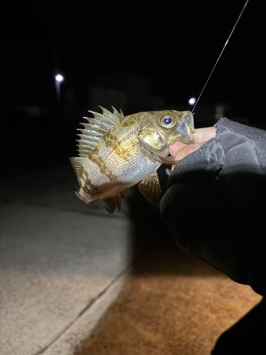 メバルの釣果