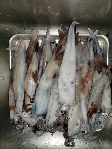 ヤリイカの釣果