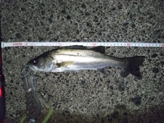 セイゴ（マルスズキ）の釣果