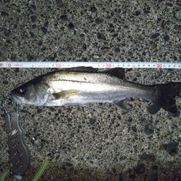 セイゴ（マルスズキ）