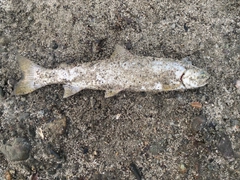 アメマスの釣果