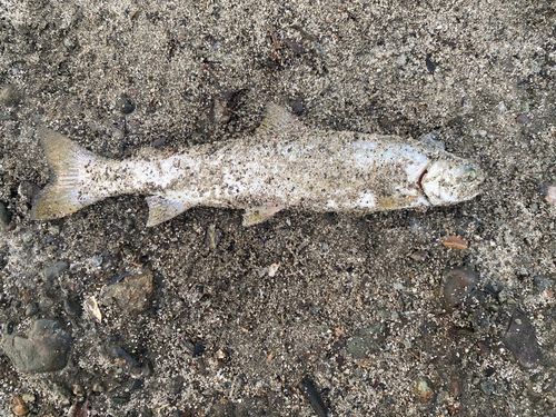 アメマスの釣果