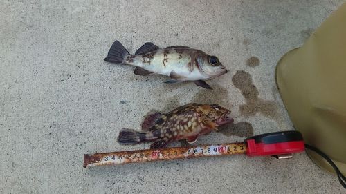 メバルの釣果