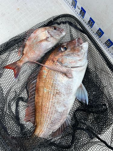 マダイの釣果